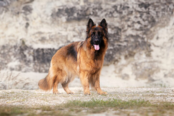 german shepherd dog