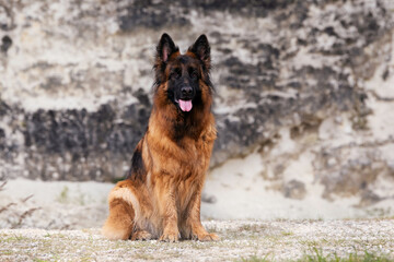 german shepherd dog