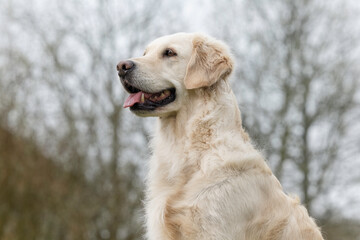 Fototapeta premium golden retriever dog