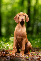 Hunting dog