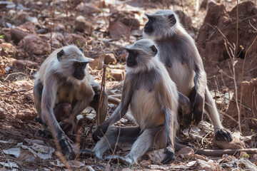 In the woods, three monkeys show primate and animal traits