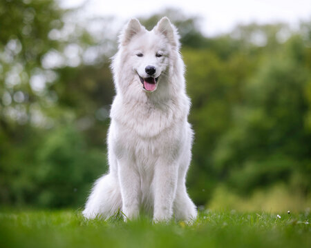 Samojede dog