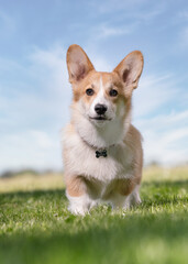 dog on grass