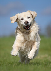 happy golden retriever