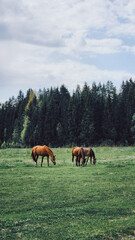 Thoroughbred red horses grazing in field next to forest. Beautiful rural landscape. Vertical photo. High quality photo