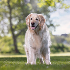 Obraz premium Golden Retriever