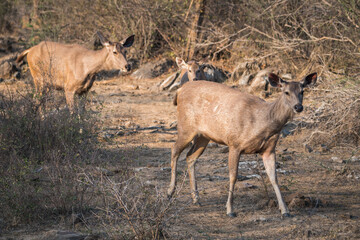 A deer staring at the camera while standing in the dirt, Sariska Tiger Resort, India