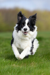 border collie dog