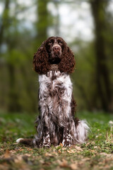 english springer spaniel