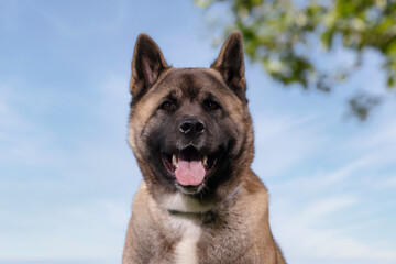 american akita