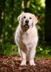 golden retriever dog