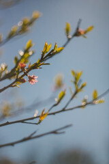 Peach Blossoms in Bloom Against a Blue Background