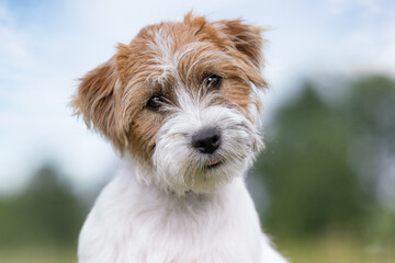 jack russell terrier portrait