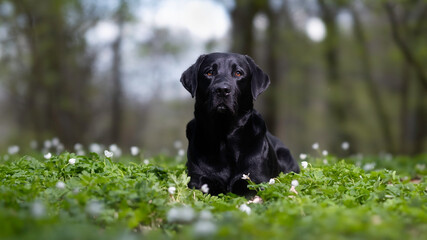 black labrador retriever