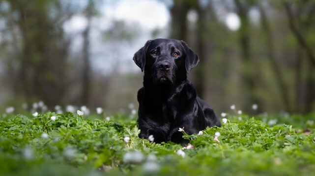 black labrador retriever