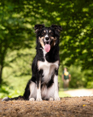 border collie dog