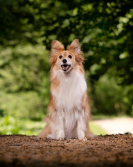 dog in the park