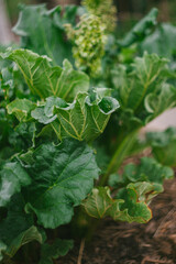 Young Rhubard Flowers and Leaves