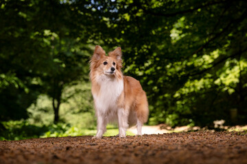 dog in the park