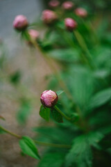 Tightly Closed Pink Peony Buds on the Bush