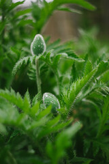 Orange Poppy Flowers and Buds in the Garden