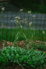 Pussy Toe Flower Plants in the Garden
