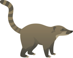Color vector illustration of coati side view. Wild animal isolated on white background. Omnivore mammal. Jungle, tropical, exotic pet.