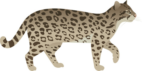 Color vector illustration of ocelot side view. Spotted wild cat isolated on white background. Carnivorous animal. Jungle, tropical, exotic, small leopard.