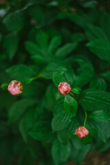 Tightly Closed Pink Peony Buds on the Bush