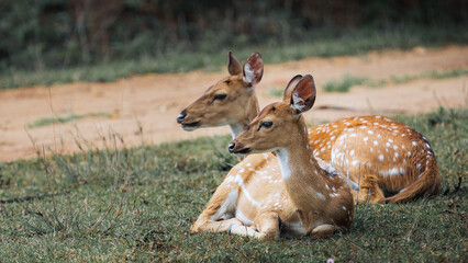Two spotted deer resting peacefully on the grass, capturing a serene moment in nature.