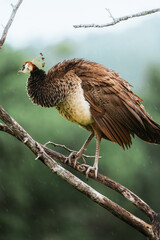 Peacock perched on a branch, displaying its magnificent plumage in the rain.