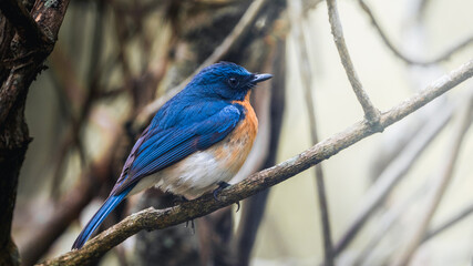 A vibrant blue and orange bird perched on a branch, showcasing its striking colors against a blurred background.