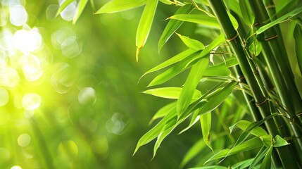 Obraz premium Bamboo The Versatile Plant
