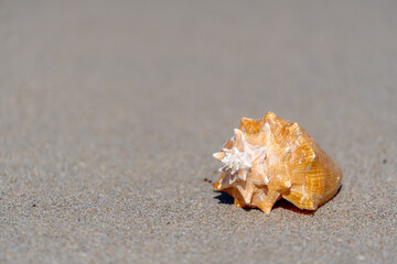 conch shell on sandy beach with copy space