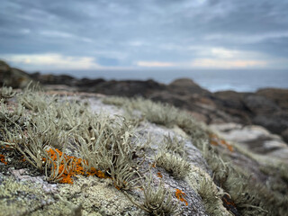 Rock covered with moss and lichen on the coast of Atlantic Ocean near O Rosal, Galicia, Spain, June...