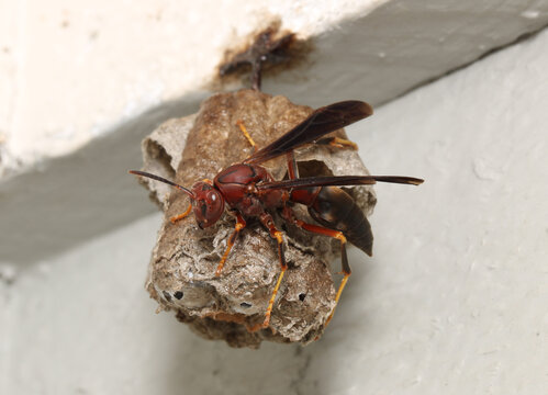 A queen metric paper wasp (Polistes metricus) clings to the side of a nest that she is building to raise her brood. 