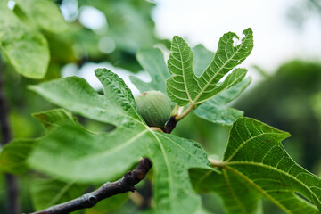 Lush fig tree with ripe fruit and vibrant green leaves on branch in close up view