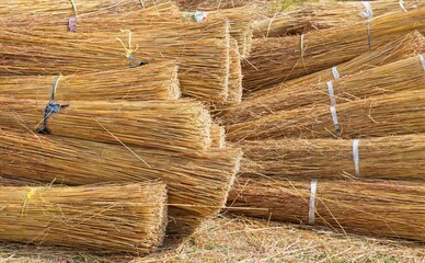 Bundles of grass that will be used to create a thatched roof