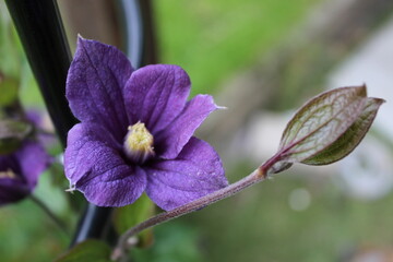 Close-up of a vibrant purple Clematis flower.