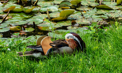 Mandarin Duck Resting by Pond With Lily Pads