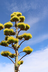 Century Plant bloom up close
