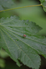 muscid fly or orange muscid fly (Phaonia pallida)