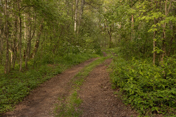 Automobile dirt road in the forest,  the road less traveled