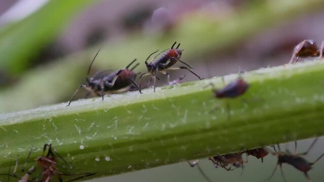 Colony of aphidoidea scavenging on garden plants