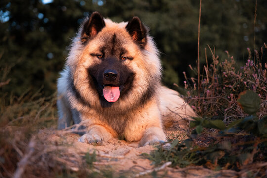 Ein Falben Eurasier R&uuml;de liegt in der Heide w&auml;hrend des Sonnenuntergangs und wurde im Portrait aufgenommen. 