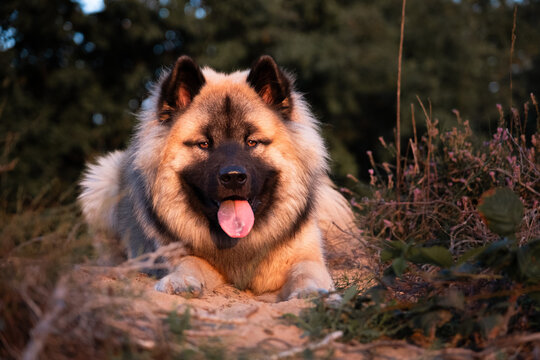Ein Falben Eurasier R&uuml;de liegt in der Heide w&auml;hrend des Sonnenuntergangs und wurde im Portrait aufgenommen. 