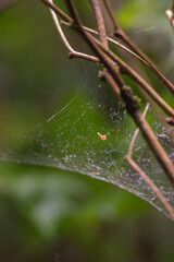 spider web