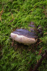Hoof Fungus (Fomes fomentarius)

