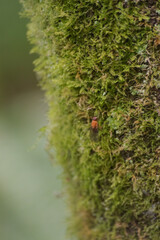 muscid fly or orange muscid fly (Phaonia pallida)