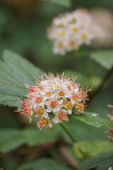 Pacific ninebark or tall ninebark (Physocarpus capitatus)